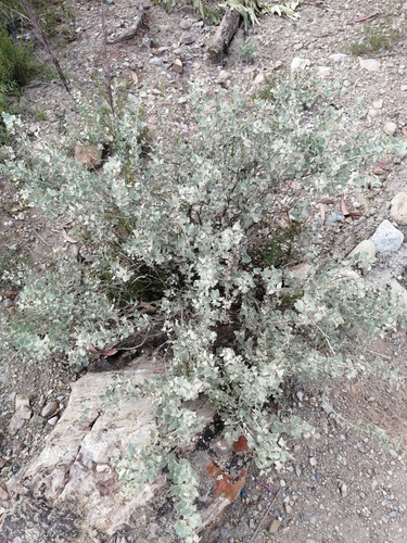 Atriplex rusbyi, photograph 3