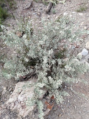 Atriplex rusbyi, photograph (c) René Alejandro Moscoso Miranda, some rights reserved (CC BY-SA)