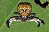 Bird Dropping Crab Spiders - Photo (c) Vijay Anand Ismavel, some rights reserved (CC BY-NC-SA)