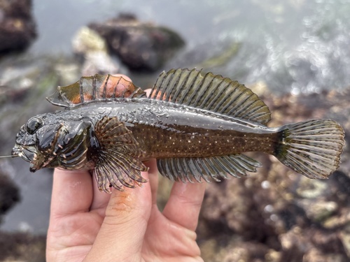 Woolly Sculpin, photo 7 of 7
