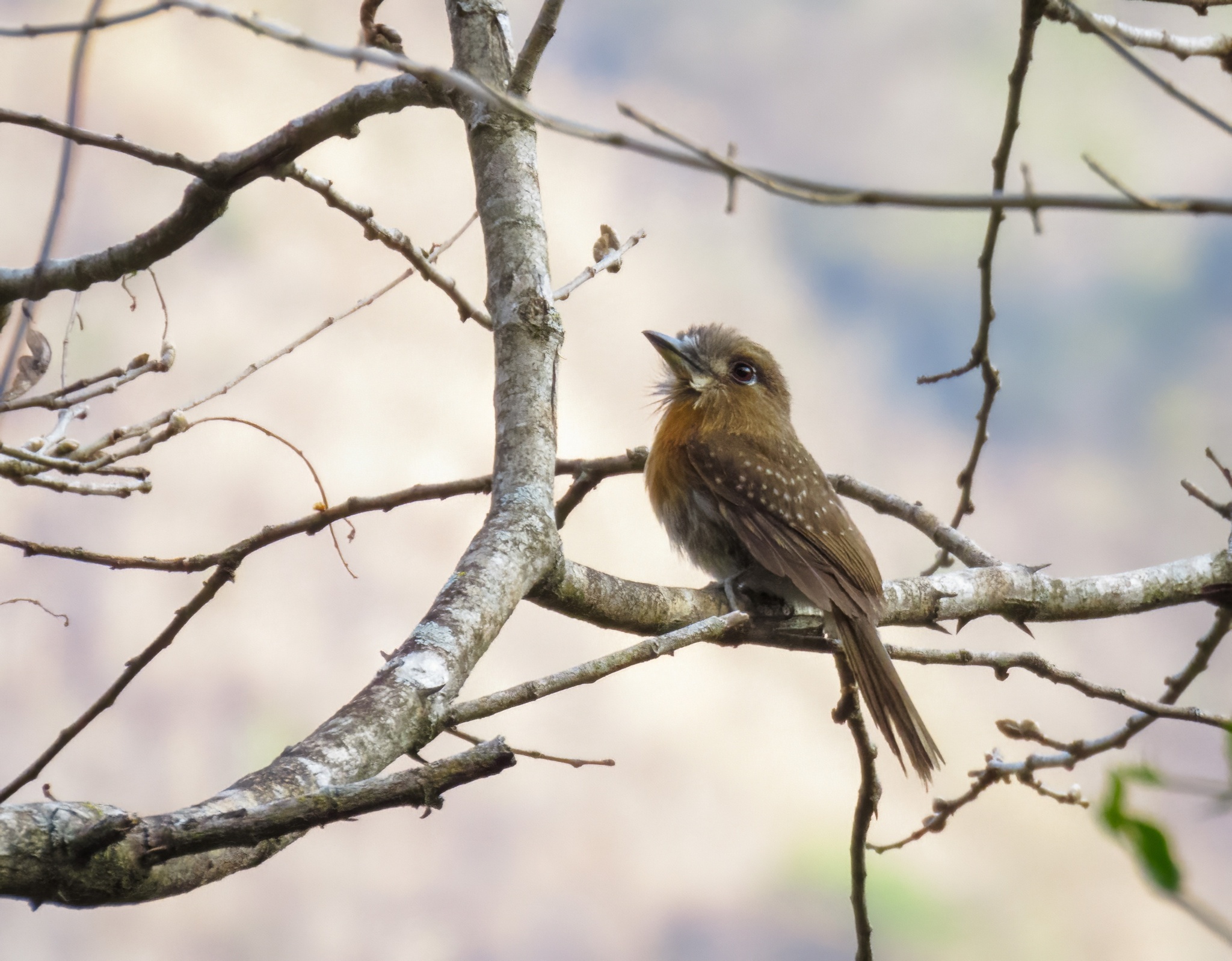 Moustached Puffbird illustration