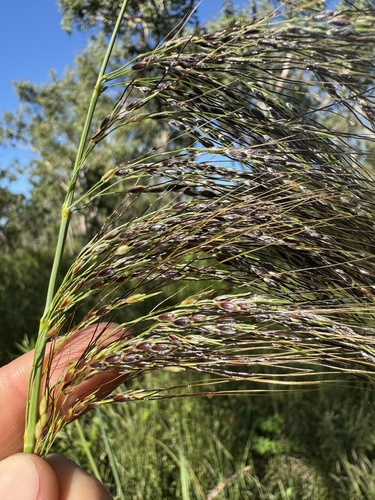 Sorghum laxiflorum observed 2025-04-29