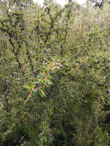 Berberis boliviana (Berberis boliviana)