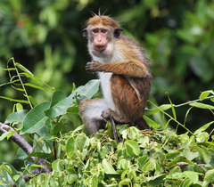 Macaca sinica