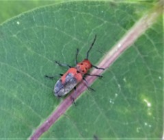 Tetraopes melanurus
