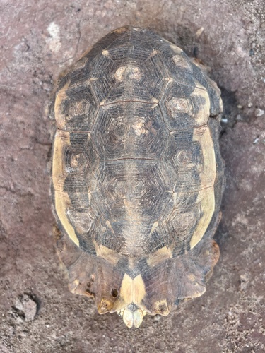 Eroded Hingeback Tortoise