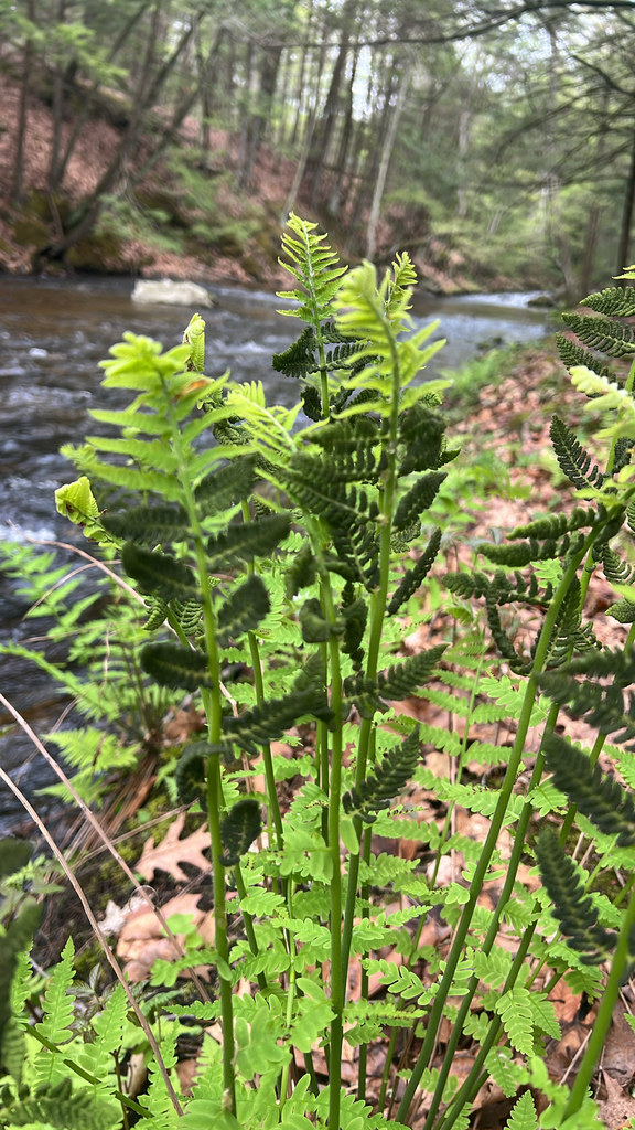 interrupted fern
