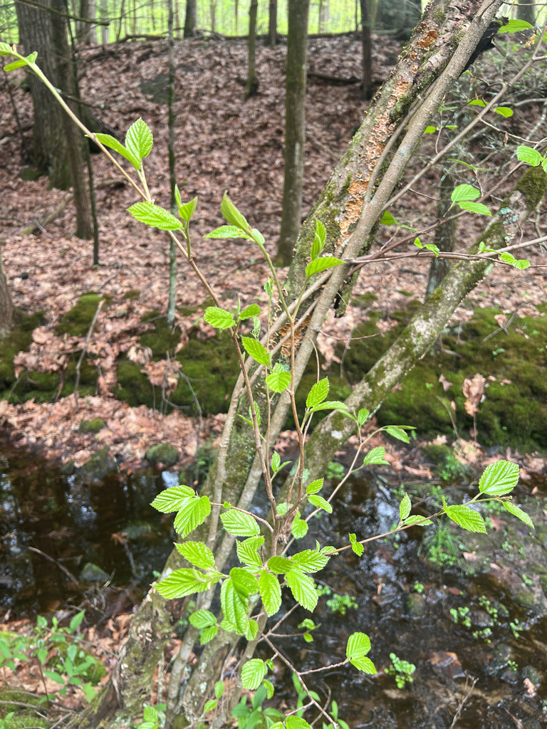 american witch-hazel