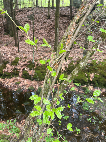 american witch-hazel