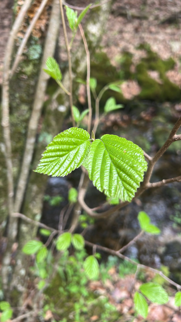 american witch-hazel