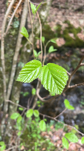 american witch-hazel