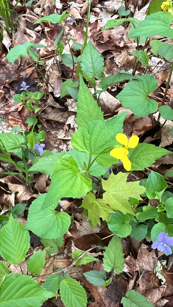 Smooth Yellow Violet
