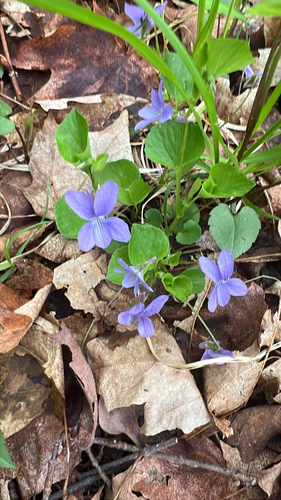 Labrador violet