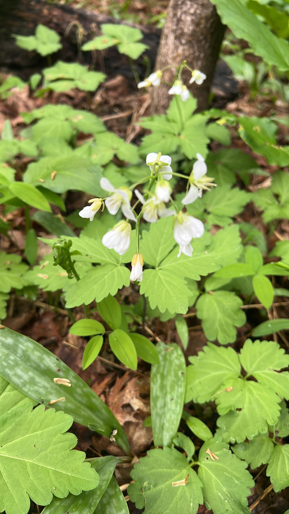 Two-leaved Toothwort