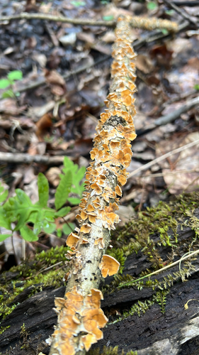 crowded parchment