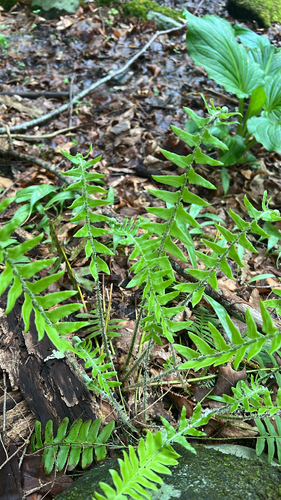 Christmas fern