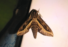 Hippotion velox