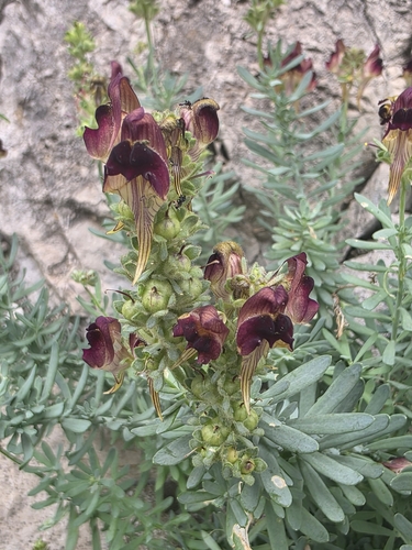 Image of Linaria tristis by (c) Jacek Pietruszewski, some rights reserved (CC BY)