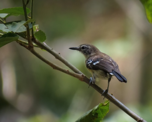 northern white-fringed antwren (Formicivora intermedia)