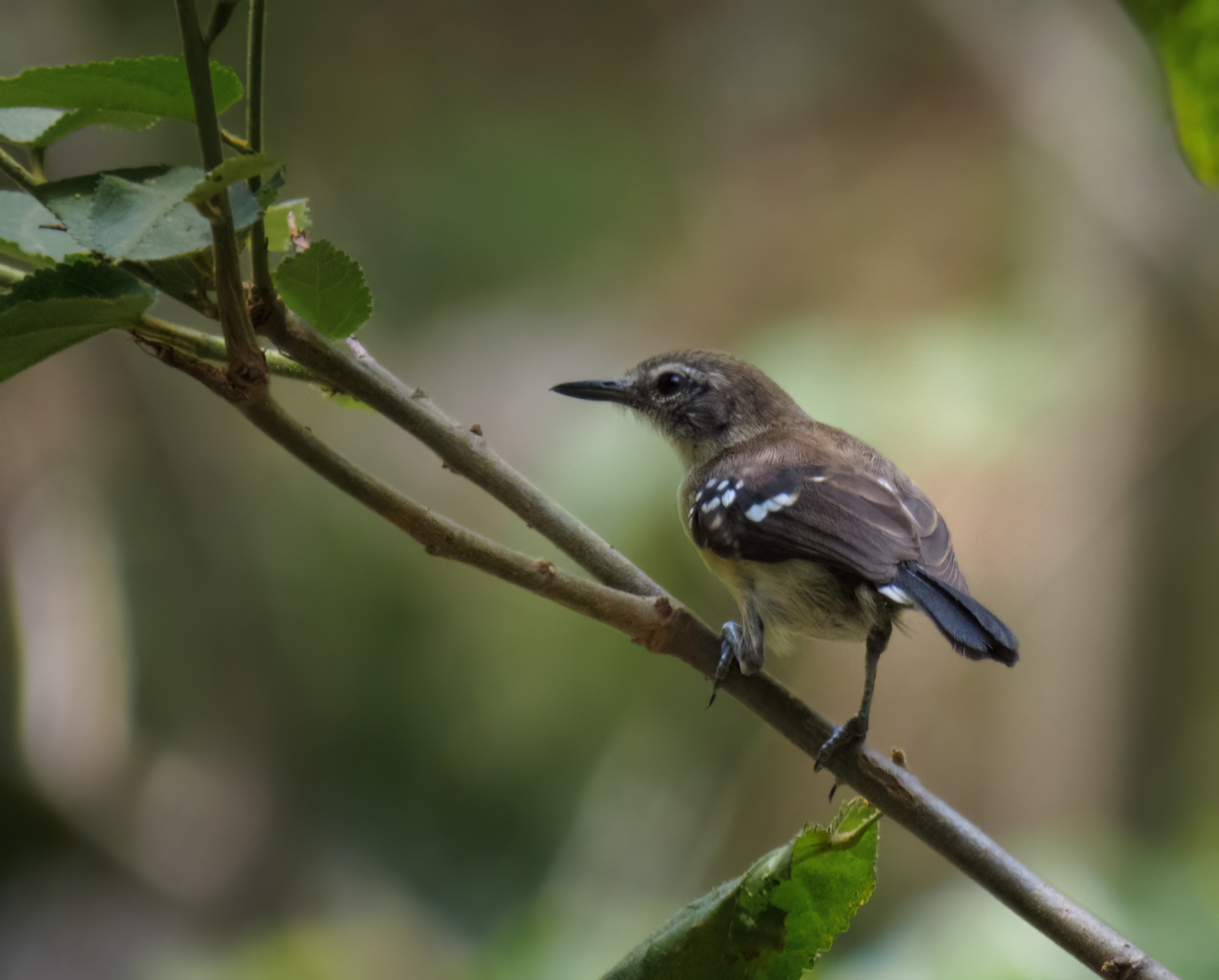 Northern White-fringed Antwren illustration