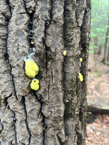 Dog Vomit Slime Mold