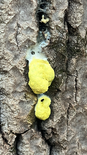 Dog Vomit Slime Mold