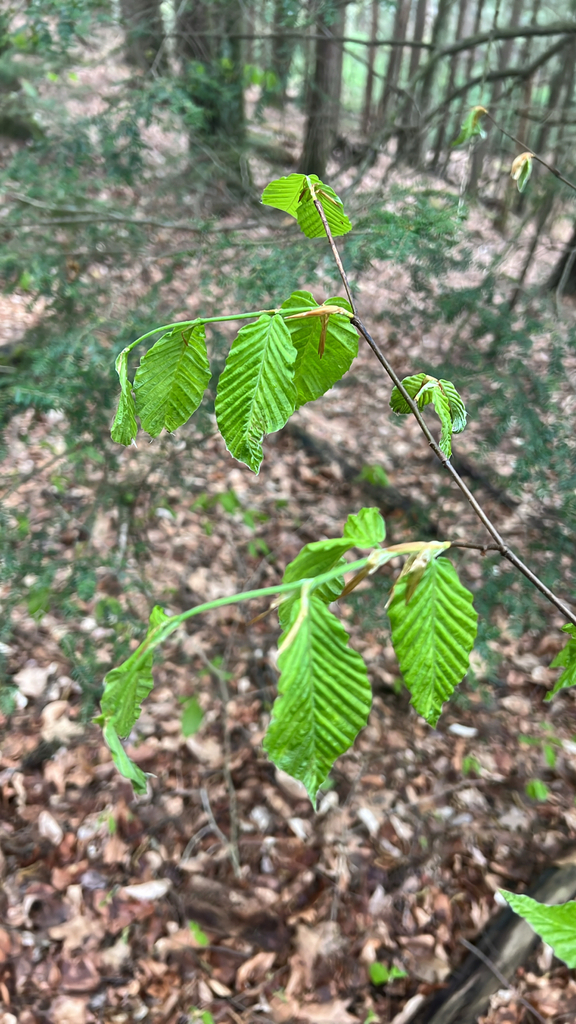 American beech