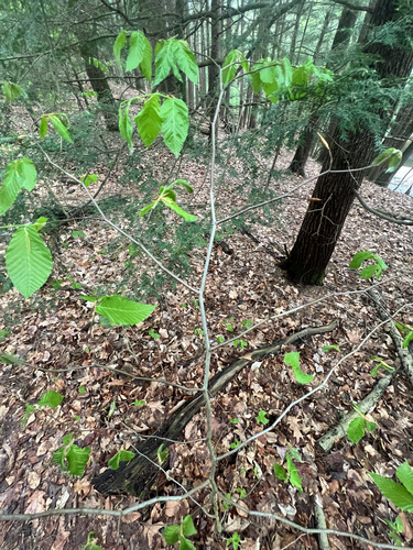American beech