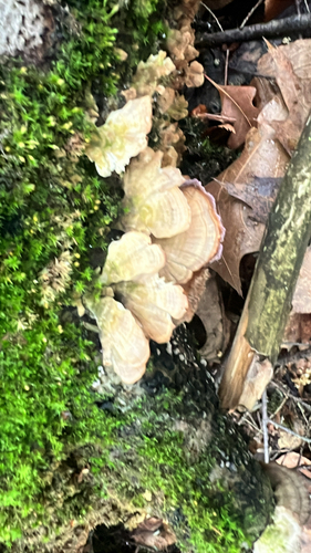 violet-toothed polypore