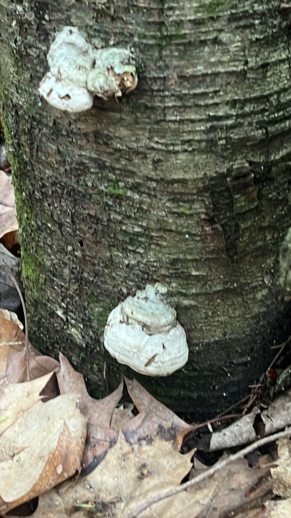 Tinder Polypore