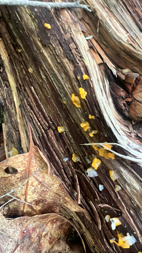Dacrymyces