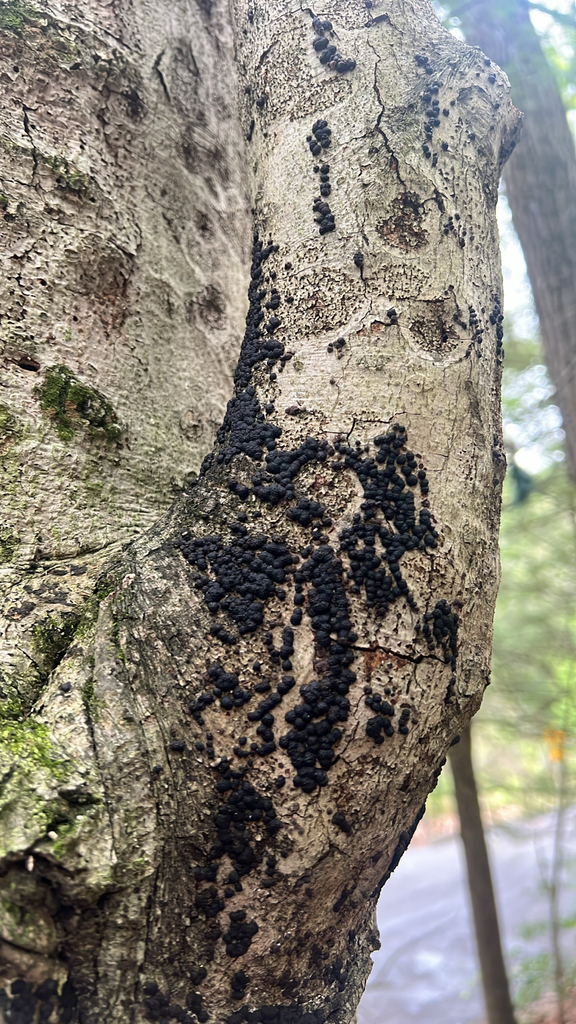 Hypoxylaceae