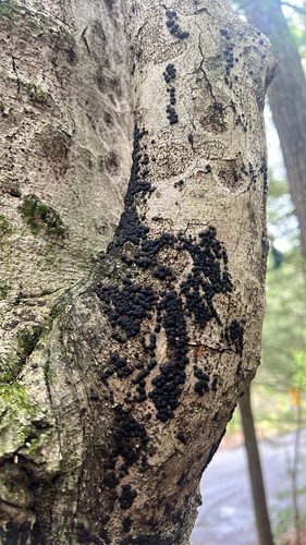 Hypoxylaceae