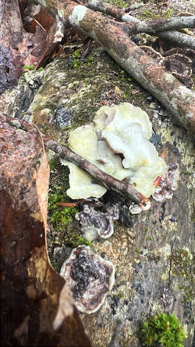 Shelf Fungi