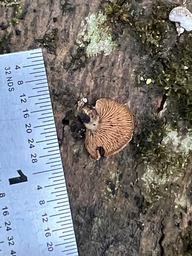splitgill mushroom