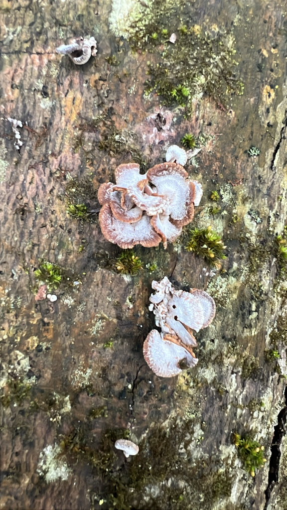 splitgill mushroom