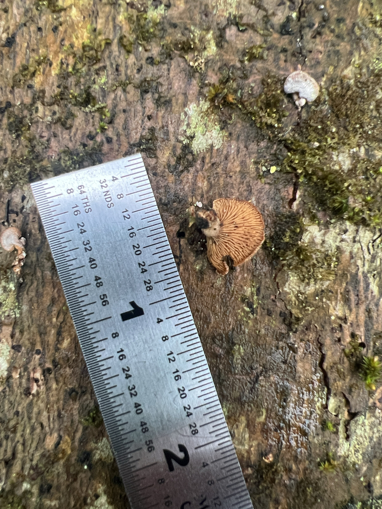splitgill mushroom