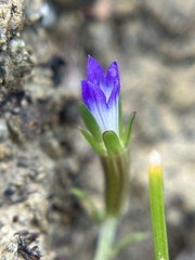 Githopsis diffusa ssp. robusta