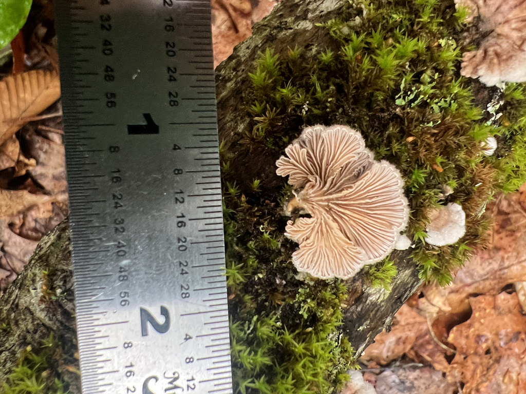 splitgill mushroom