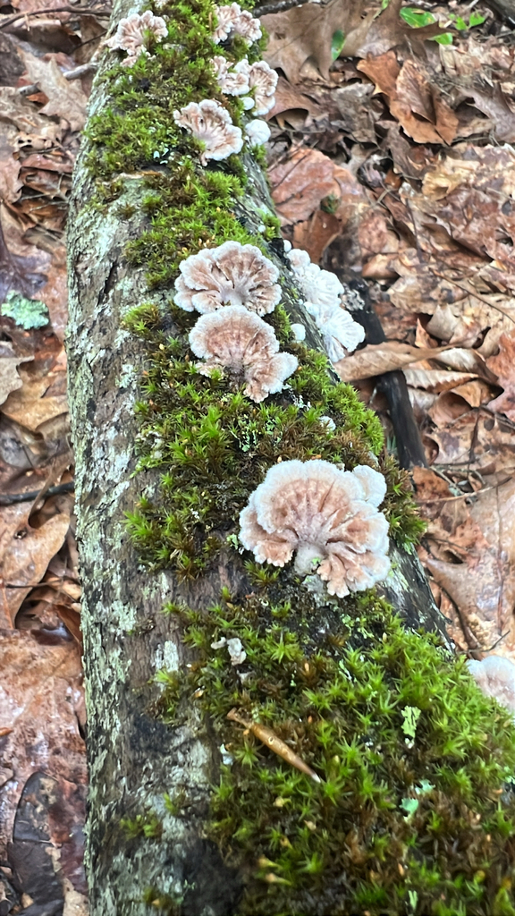 splitgill mushroom