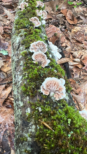 splitgill mushroom