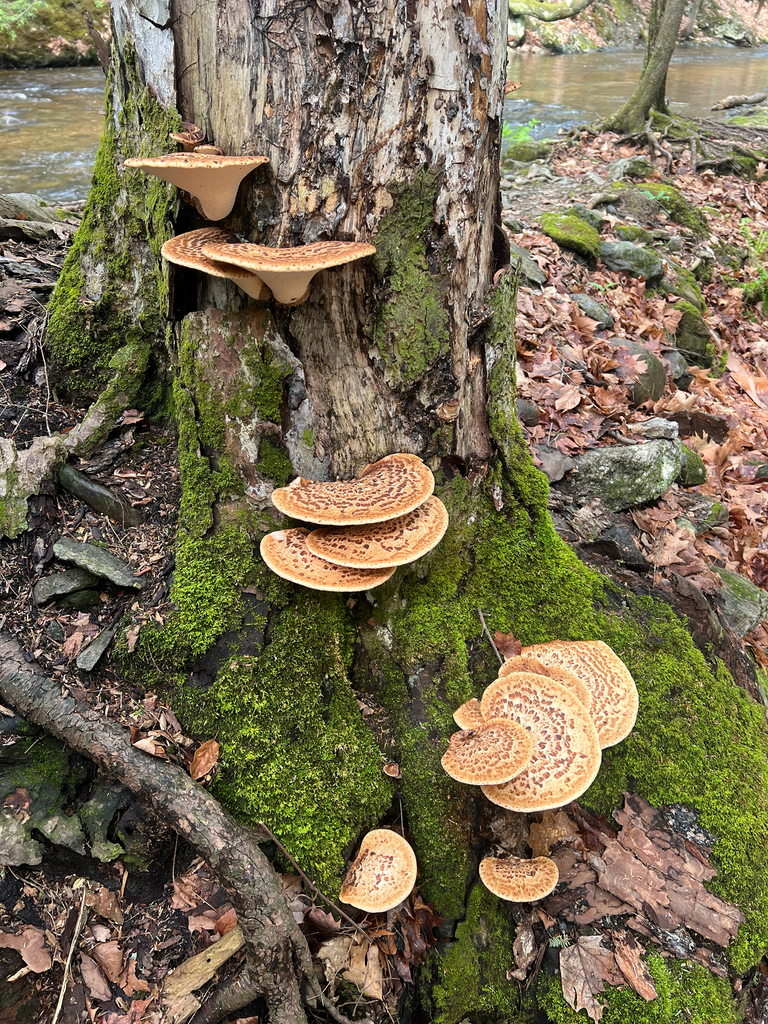 Dryad's Saddle