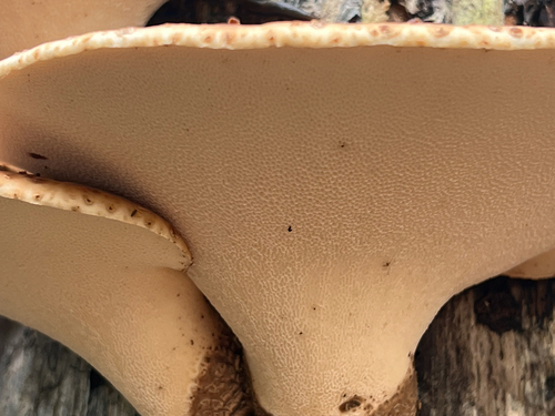 Dryad's Saddle