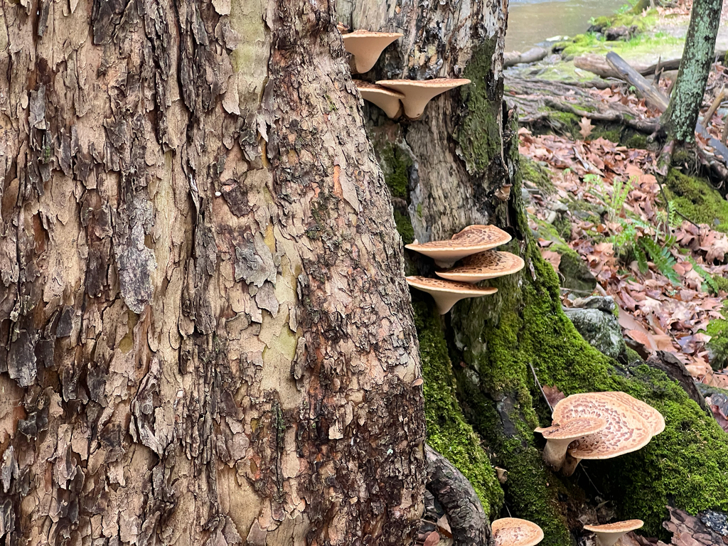 Dryad's Saddle