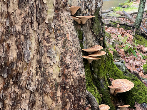 Dryad's Saddle