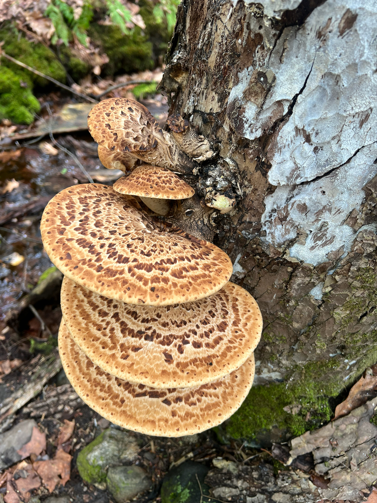 Dryad's Saddle