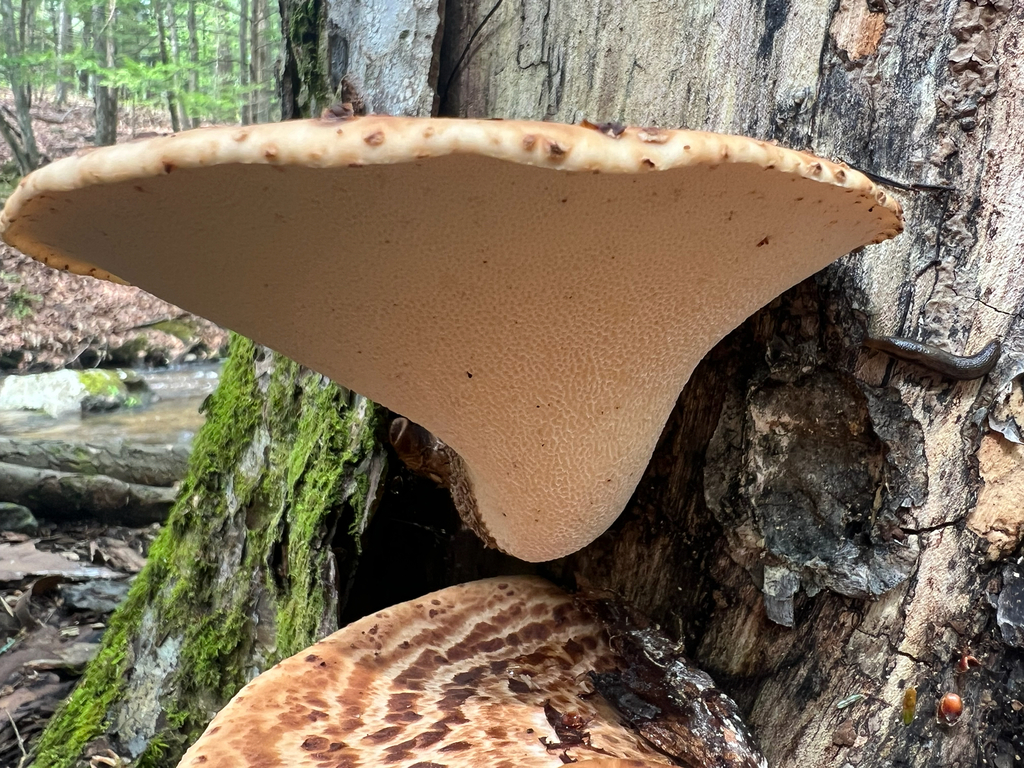 Dryad's Saddle