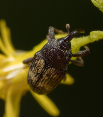 Glyptobaris lecontei