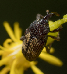 Glyptobaris lecontei