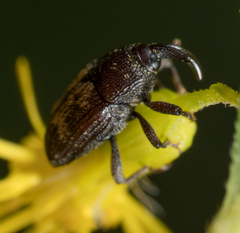 Glyptobaris lecontei